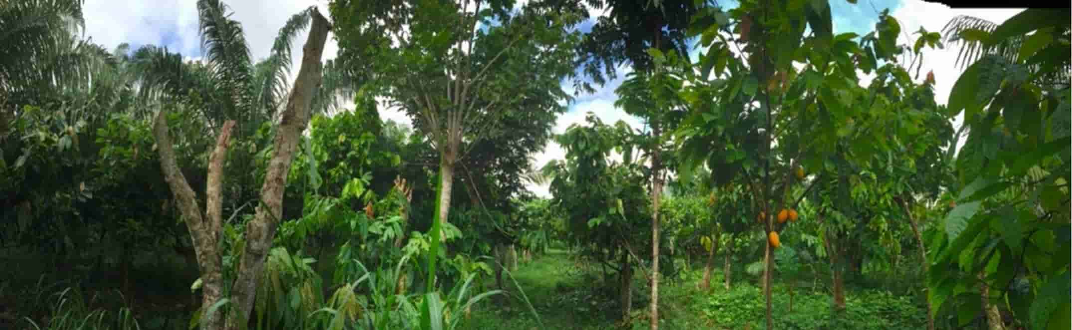 Agroforestry after 10 years